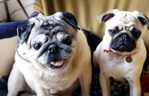 No i znowu się tłuką!