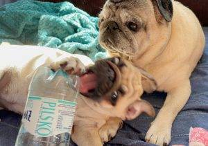 Czuczu lubi zaglądać do butelki