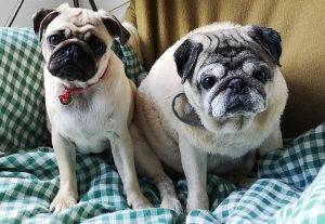 mopsie wojny fotelowe