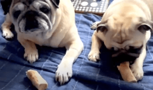 mopsi drapieżca i jego pomocnik opierniczają kości mamuta