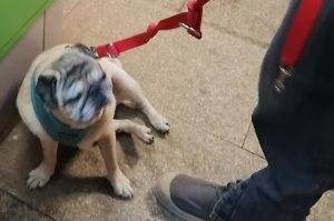 weterynaryjne przykrości Misia Miszura