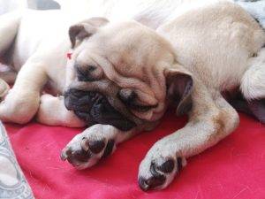 mopsie śliczności poranne