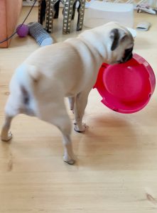 Pajacowanie i niegrzeczniuchostwo