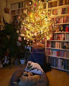 Pierwsza choinka Małego Czuczu