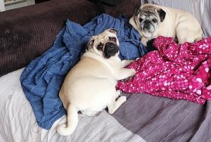 Fotelowa bijatyka Misia Miszura i Małego Czuczu