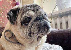 wojny psychologiczne Misia Miszura