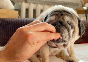 Summertime sadness Misia Miszura i pierdololo Czuczełka