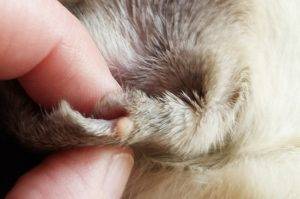 mała zmiana na małym uszku Czuczełka