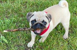 nauczanie spacerkowe Małego czuczu