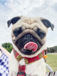 studium Małego Czuczu