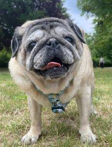 studium Misia Miszura