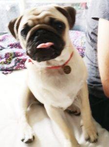 mała niegrzeczna szczeniaczka