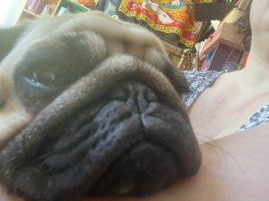 domowe tulenie kurdupelka