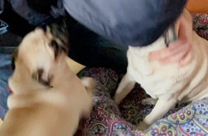 Najlepszy Mopsi Tata na świecie