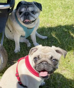 słoneczny spacerek z Czuczełkiem i Misiem