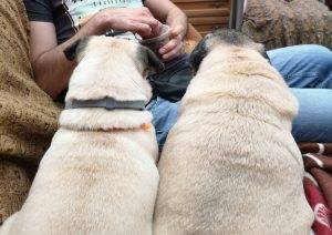 dwa grube pajace ogrodowe