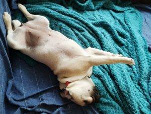 senne wygibasy Czuczu