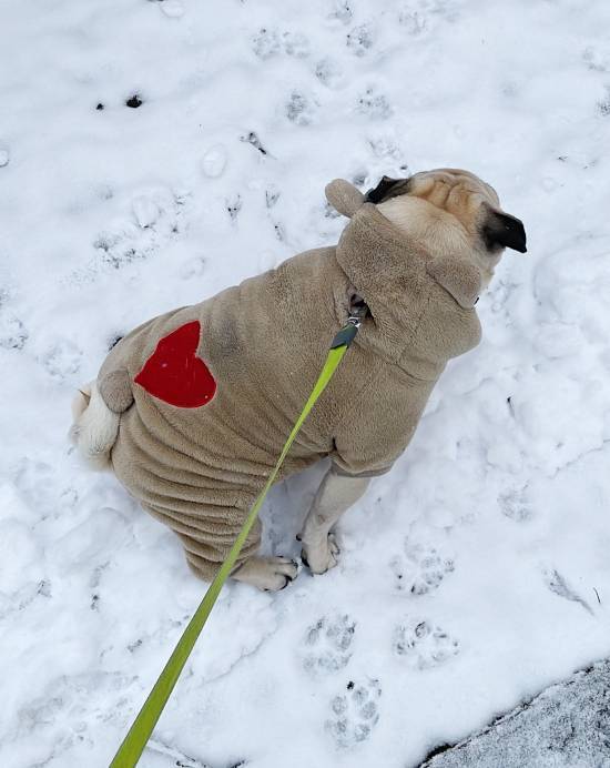 Małe Czuczu mops mopsik Zazie