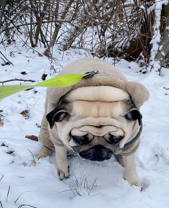 Małe Czuczu mops mopsik Zazie