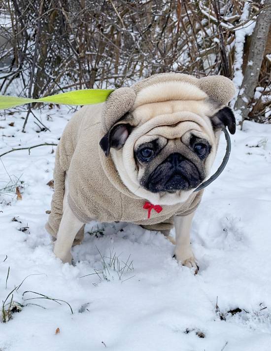 Małe Czuczu mops mopsik Zazie