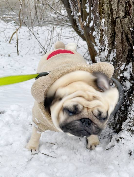 Małe Czuczu mops mopsik Zazie