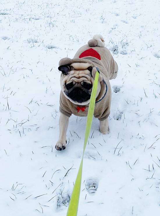 Małe Czuczu mops mopsik Zazie