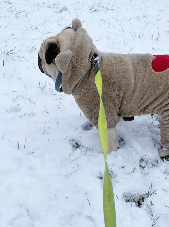 Małe Czuczu mops mopsik Zazie