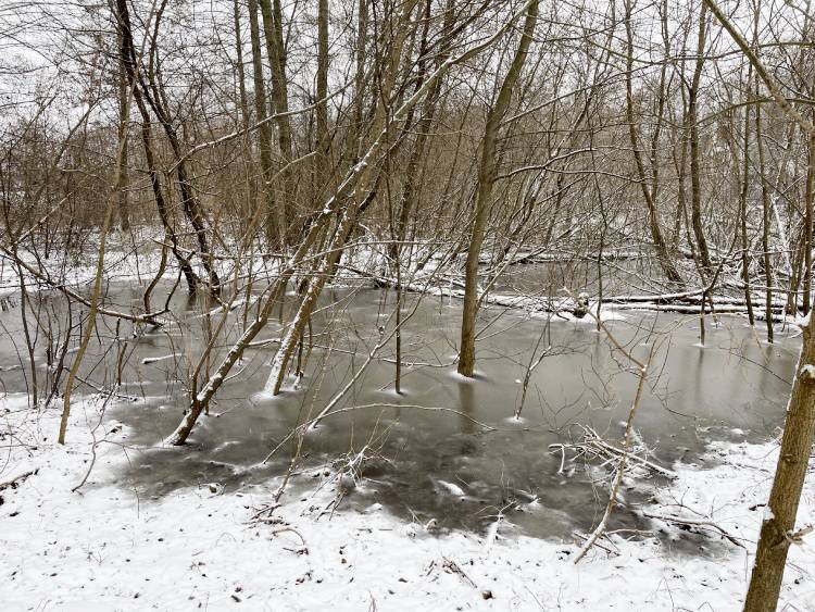 Małe Czuczu mops mopsik Zazie