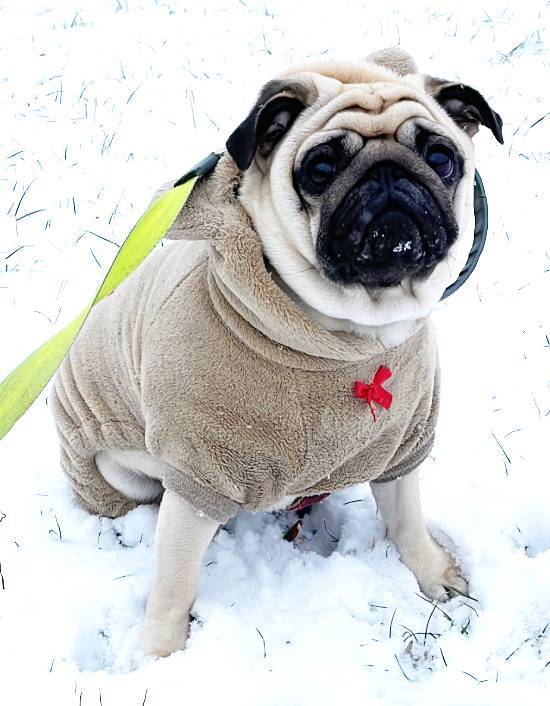 Małe Czuczu mops mopsik Zazie