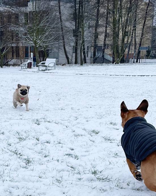 Małe Czuczu mops mopsik Zazie