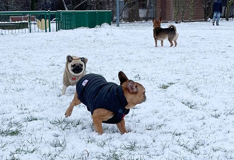 Małe Czuczu mops mopsik Zazie