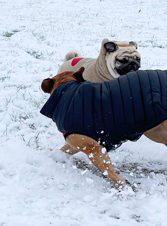 Małe Czuczu mops mopsik Zazie