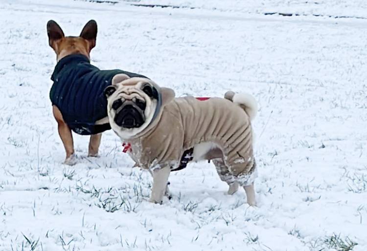 Małe Czuczu mops mopsik Zazie