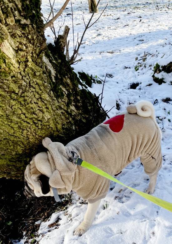 Małe Czuczu mops mopsik Zazie