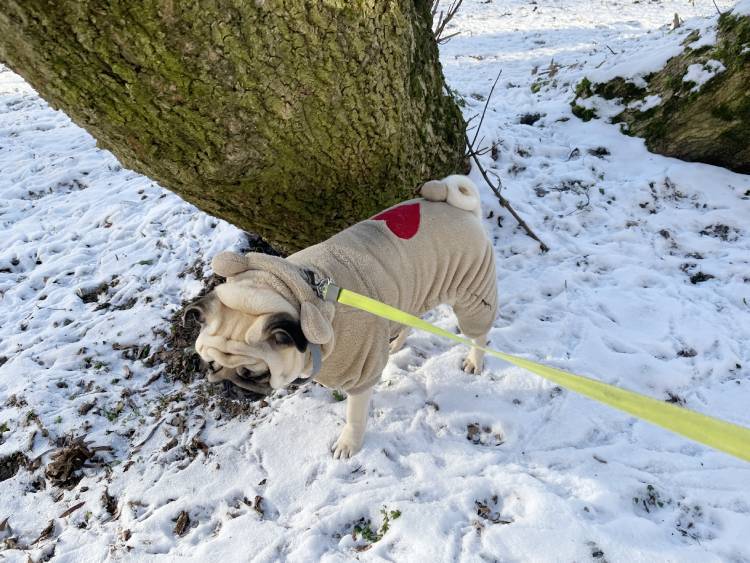 Małe Czuczu mops mopsik Zazie