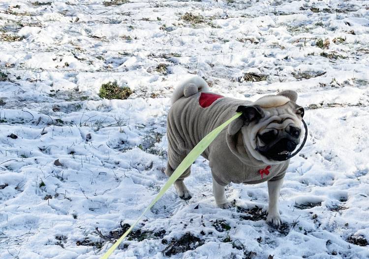 Małe Czuczu mops mopsik Zazie