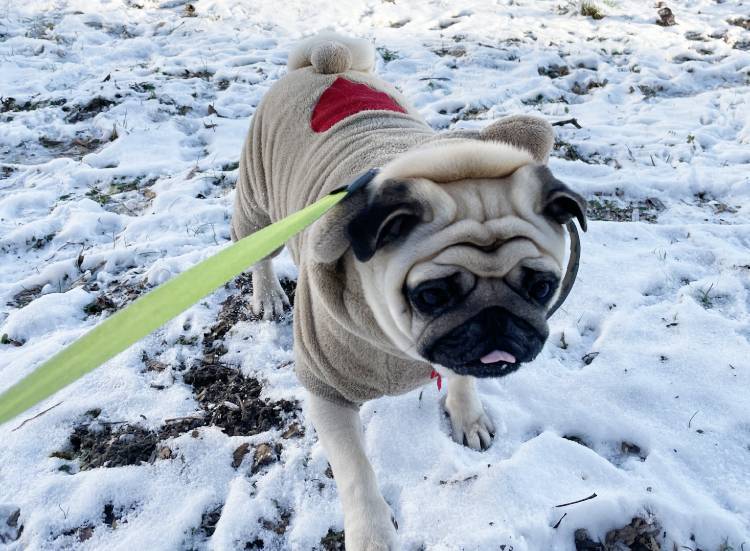 Małe Czuczu mops mopsik Zazie