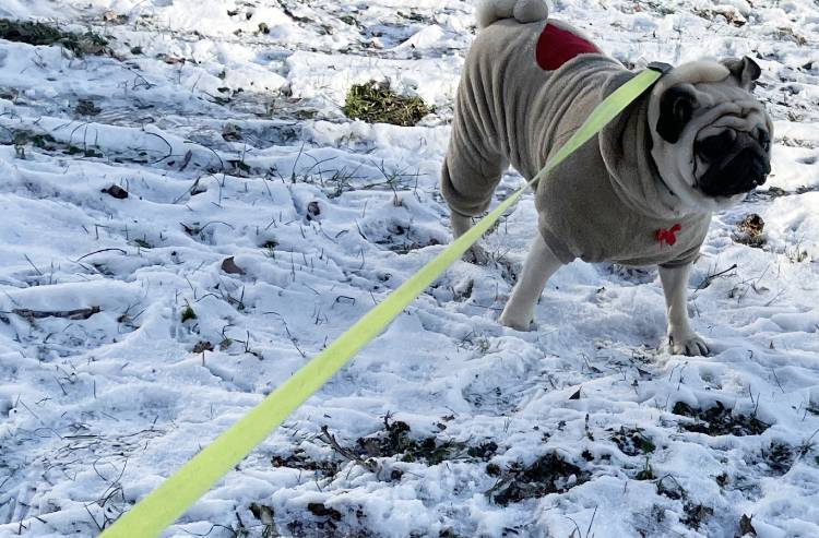 Małe Czuczu mops mopsik Zazie
