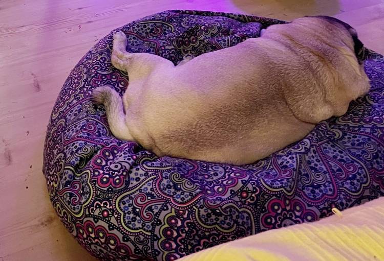 Małe Czuczu mops mopsik Zazie