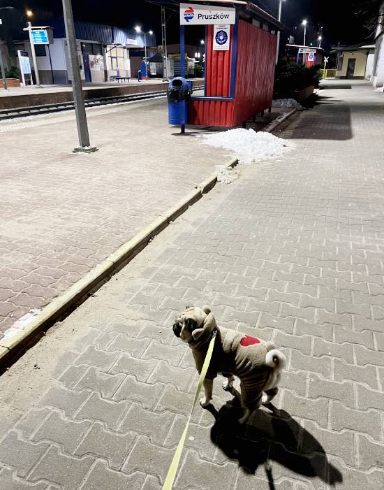 Małe Czuczu mops mopsik Zazie