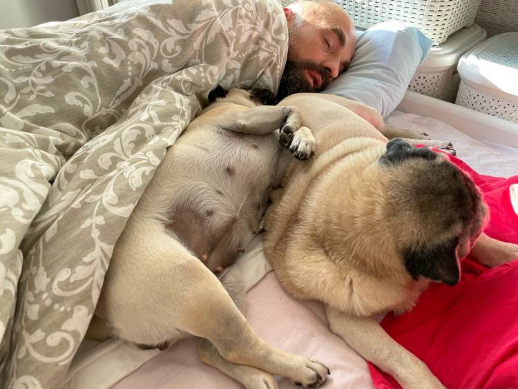 mops mopsy życie z mopsami mopsiczki Miszur i Czuczu