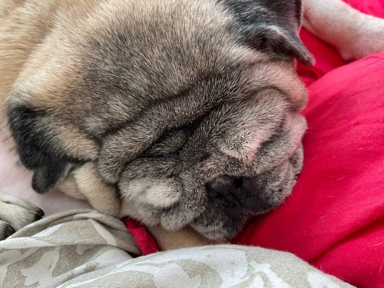 mops mopsy życie z mopsami mopsiczki Miszur i Czuczu