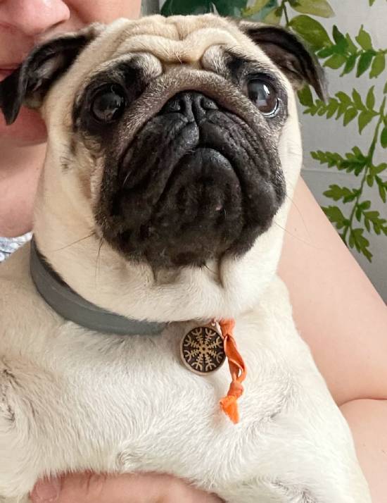 mops mopsy życie z mopsami mopsiczki Miszur i Czuczu