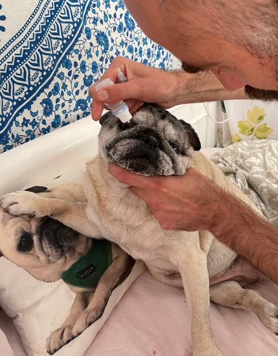 mops mopsy życie z mopsami mopsiczki Miszur i Czuczu