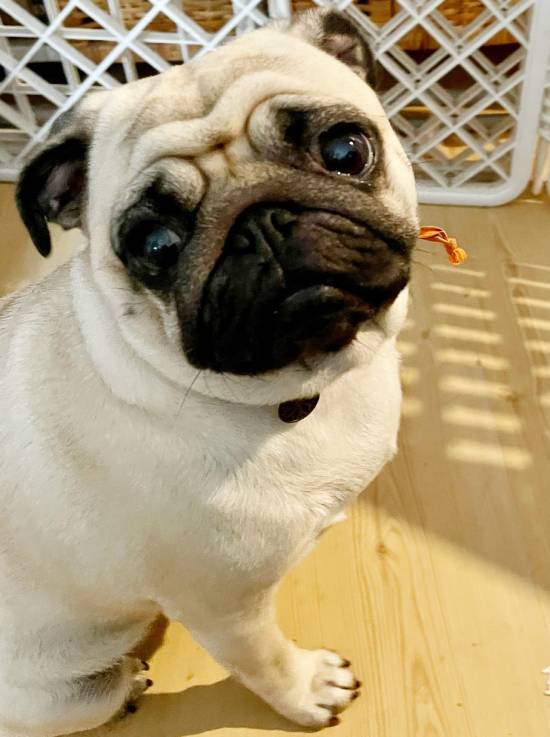 mops mopsy życie z mopsami mopsiczki Miszur i Czuczu