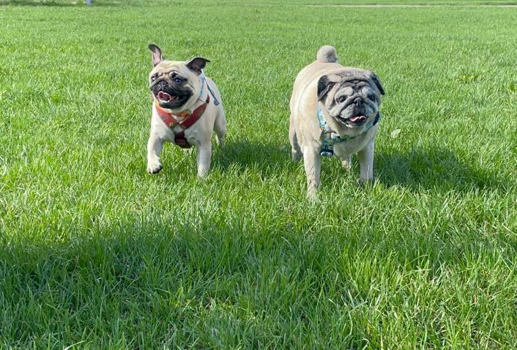 mops mopsy życie z mopsami mopsiczki Miszur i Czuczu