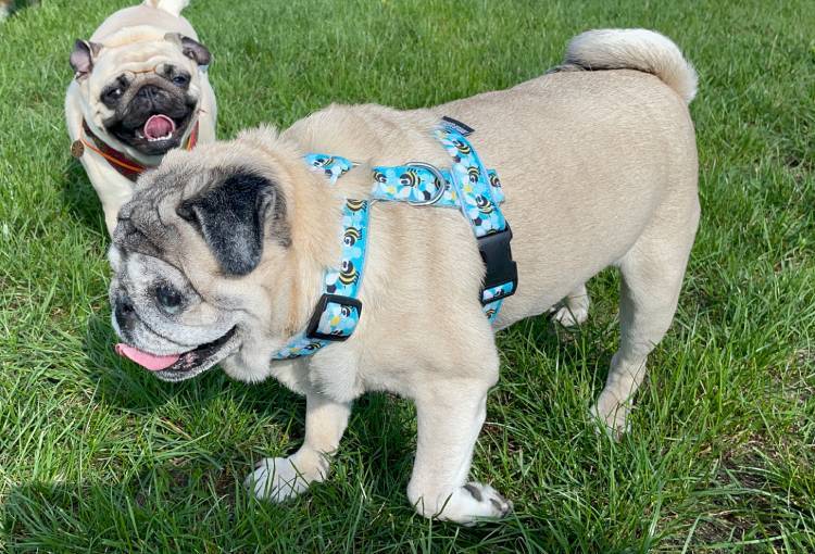 mops mopsy życie z mopsami mopsiczki Miszur i Czuczu