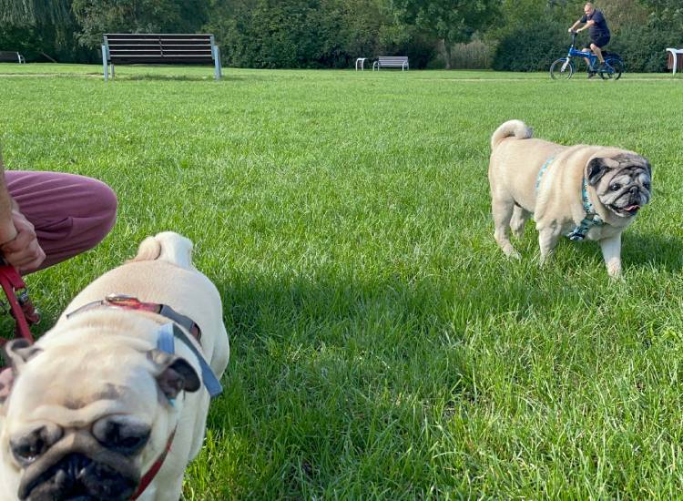 mops mopsy życie z mopsami mopsiczki Miszur i Czuczu