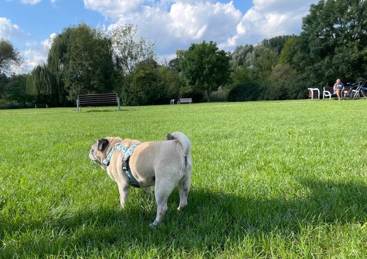 mops mopsy życie z mopsami mopsiczki Miszur i Czuczu