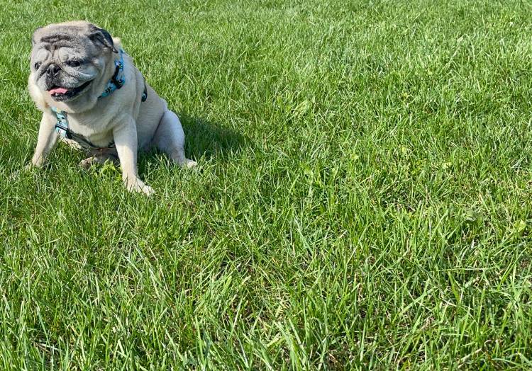 mops mopsy życie z mopsami mopsiczki Miszur i Czuczu